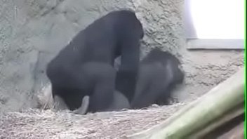 Teen amateur gets gorilla fucked