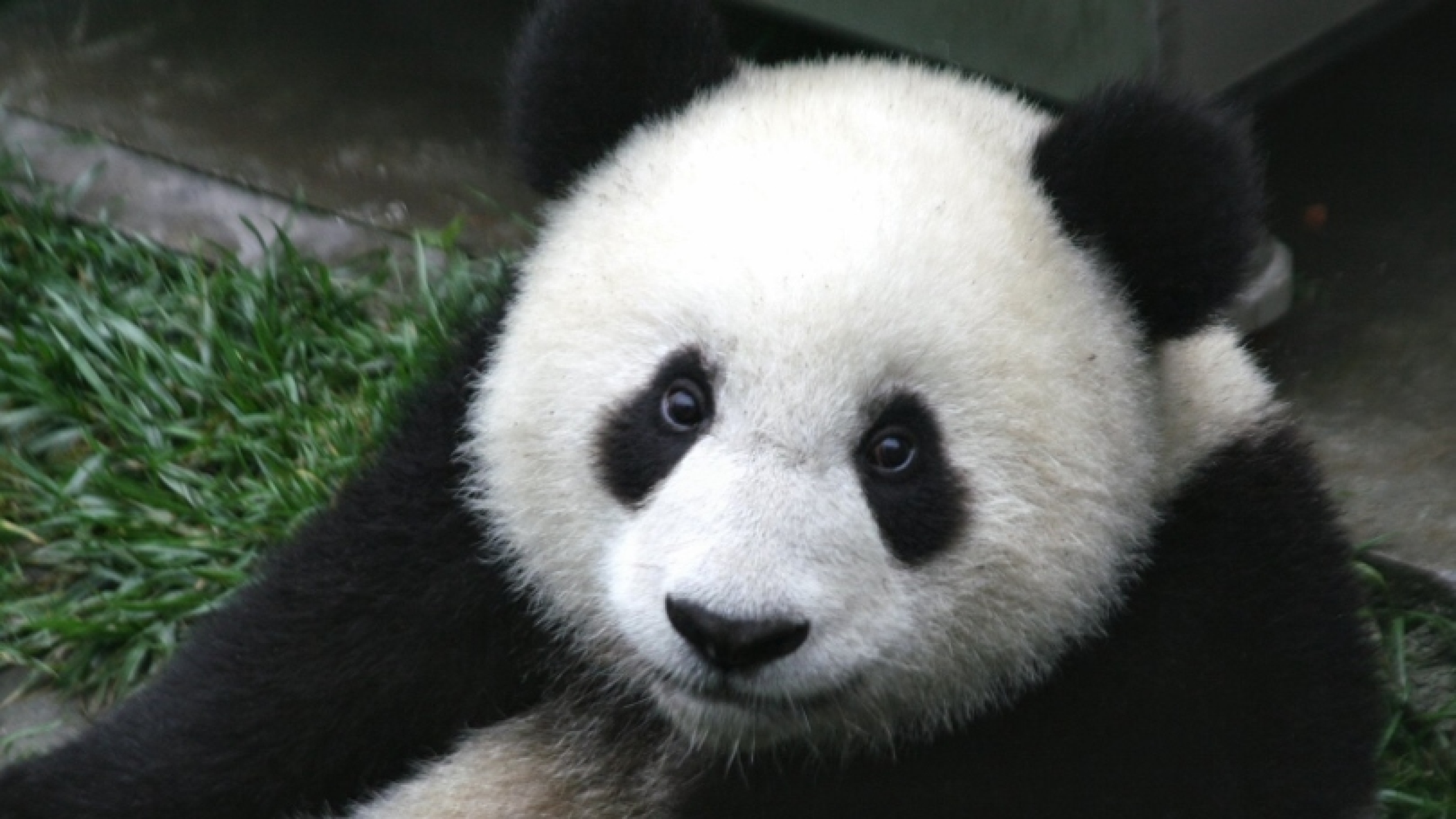 Chanel reccomend panda style saving endangered species