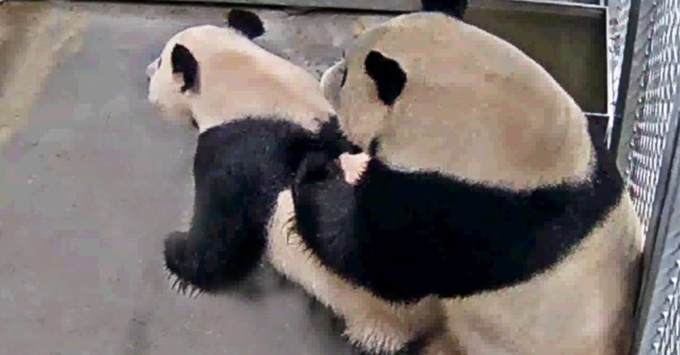 Panda style saving endangered species