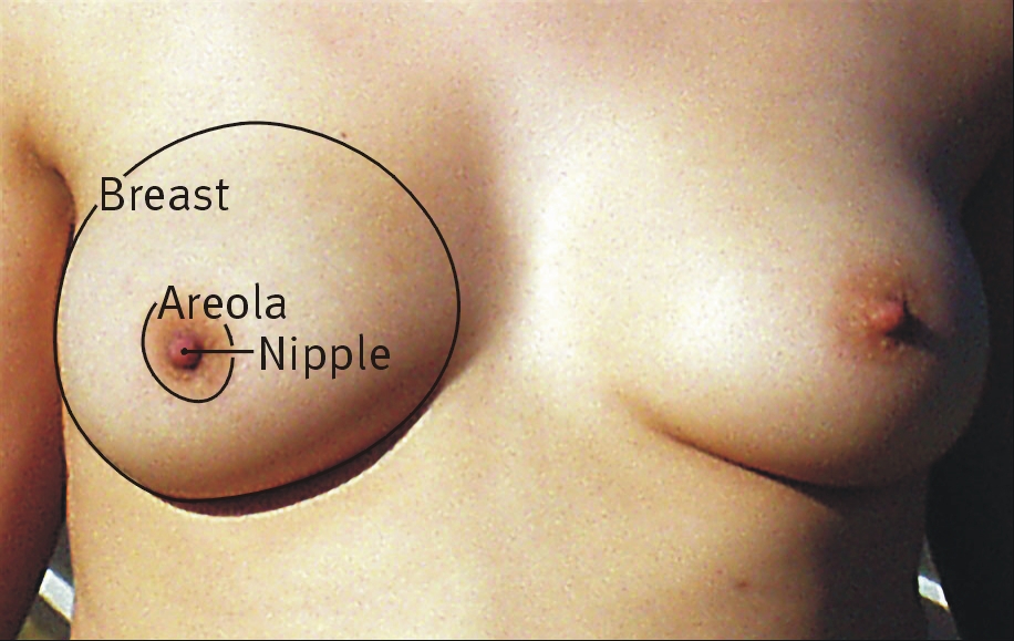 best of Breast grow helps your